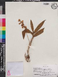 Dendrobium chrysotoxum image