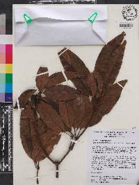 Teijsmanniodendron ahernianum image