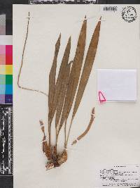 Pholidota leveilleana image