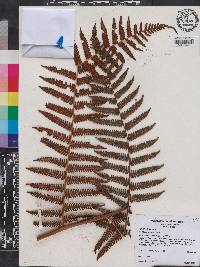 Cyathea magna image