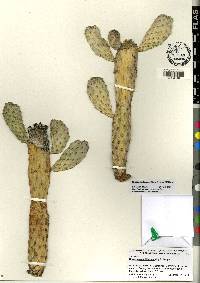 Consolea rubescens image