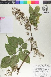 Aralia racemosa image