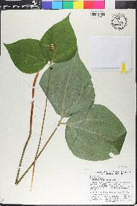 Trillium erectum image