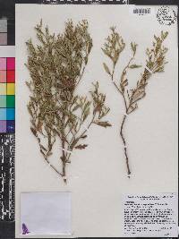 Baccharis angustifolia image