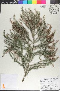 Dacrydium lycopodioides image