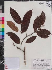 Mascarenhasia arborescens image