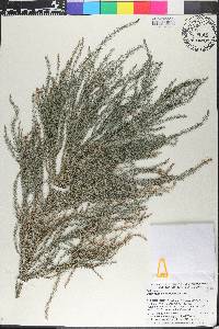 Dacrydium nausoriense image