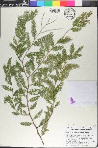 Dacrycarpus imbricatus image