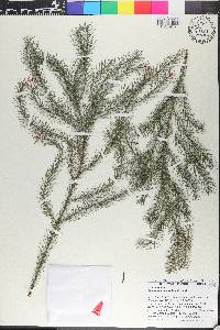 Dacrydium pectinatum image