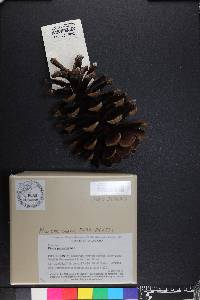 Pinus palustris image