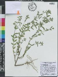 Chamaesyce hyssopifolia image