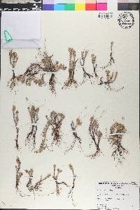Micraira subulifolia image