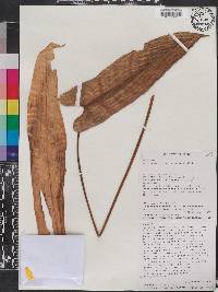 Anthurium dolichostachyum image