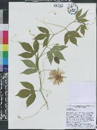 Passiflora incarnata image