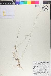 Muhlenbergia richardsonis image