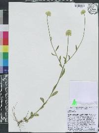 Polygala lutea image