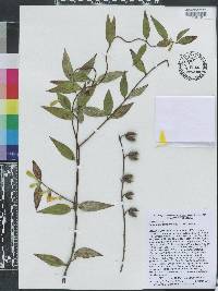 Gelsemium sempervirens image