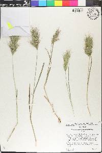 Bromus rubens image