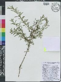 Hypericum galioides image