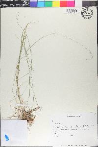Poa nemoralis image