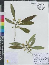 Osmanthus americanus image