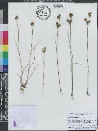 Juncus scirpoides image