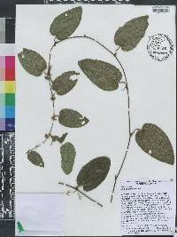 Smilax pumila image