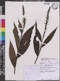 Elleanthus oliganthus image