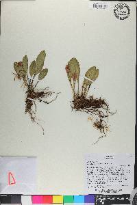 Masdevallia yungasensis image