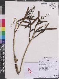 Epidendrum rugulosum image