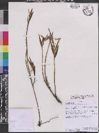 Elleanthus ampliflorus image