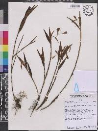 Elleanthus ampliflorus image