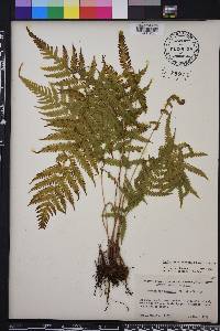 Thelypteris kunthii image