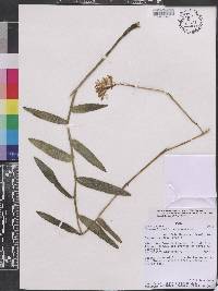 Epidendrum secundum image