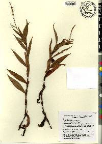 Polygonum setaceum image