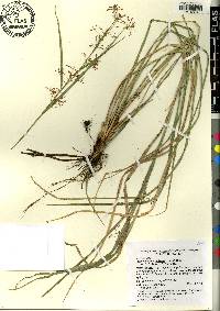 Rhynchospora miliacea image