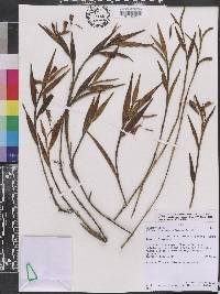 Elleanthus ampliflorus image