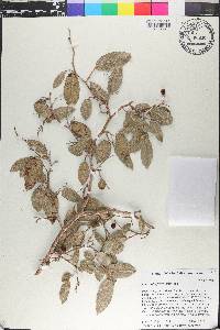 Coccoloba flavescens image