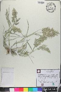 Eragrostis minor image