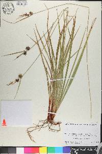 Carex elliottii image