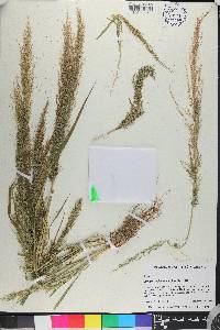 Eragrostis japonica image