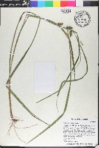 Carex aureolensis image