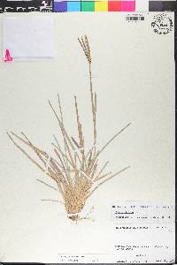 Eustachys petraea image