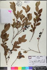 Vaccinium fuscatum image