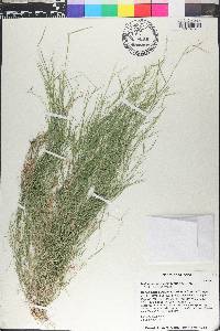 Muhlenbergia microsperma image