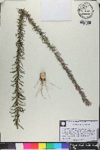 Liatris elegans image