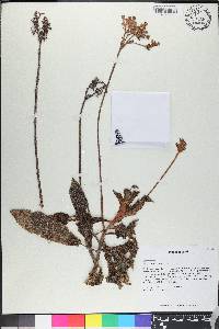 Rhytidophyllum leucomallon image