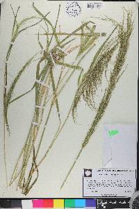 Eragrostis japonica image