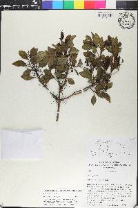 Miconia clasei image