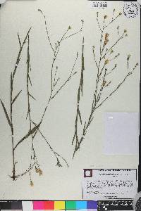 Pityopsis adenolepis image